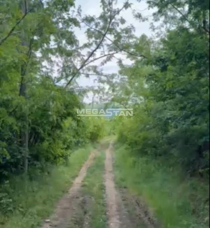Trešnja Parcani