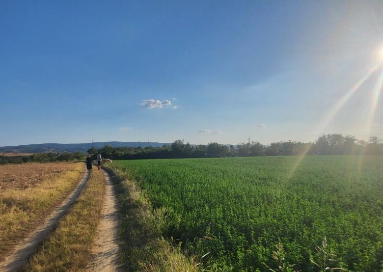 Plac Prodaja Novi Sad  0 m2