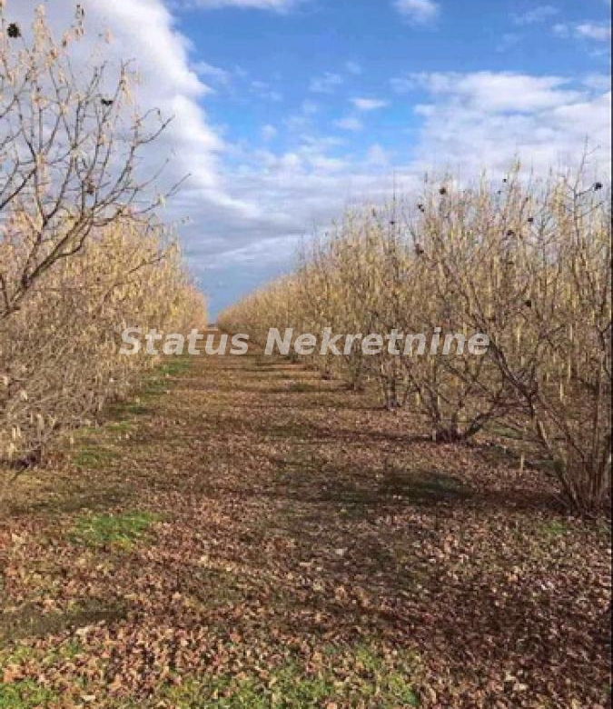 Plac – Bačka Palanka, Okolina Gajdobra – ID 22542.