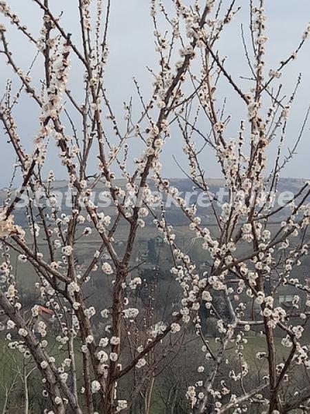 Plac Prodaja Novi Sad  0 m2
