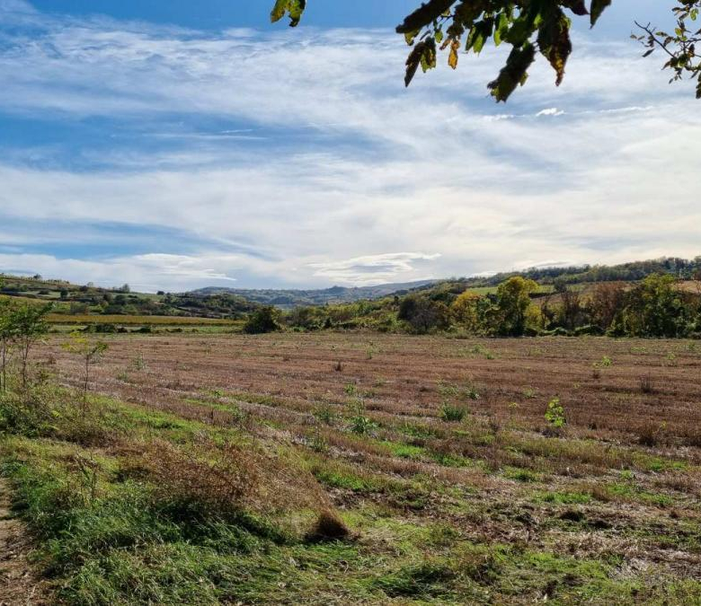 Plac Prodaja Sremski Karlovci  0 m2