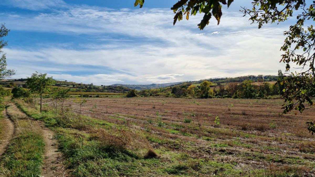 Plac Prodaja Sremski Karlovci Plac Prodaja Sremski Karlovci 0 m2