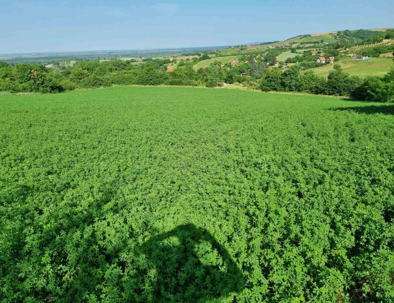 Plac Prodaja Sremski Karlovci  0 m2
