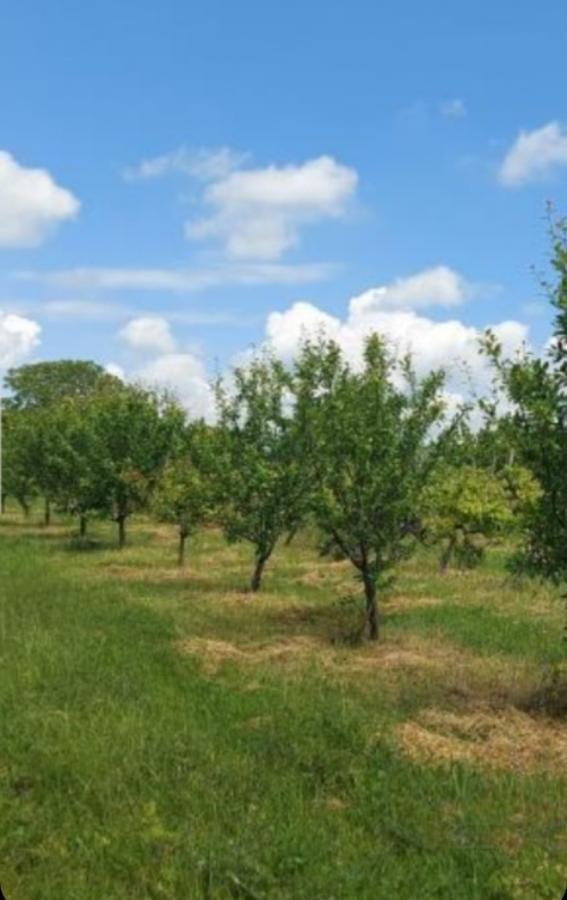Plac Prodaja Irig Plac Prodaja Irig Krstašice 0 m2