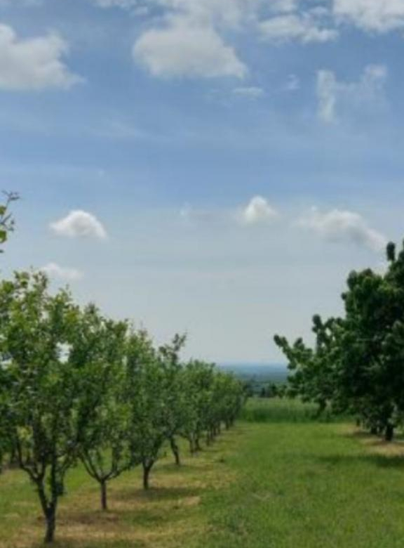 Plac Prodaja Irig Krstašice 0 m2