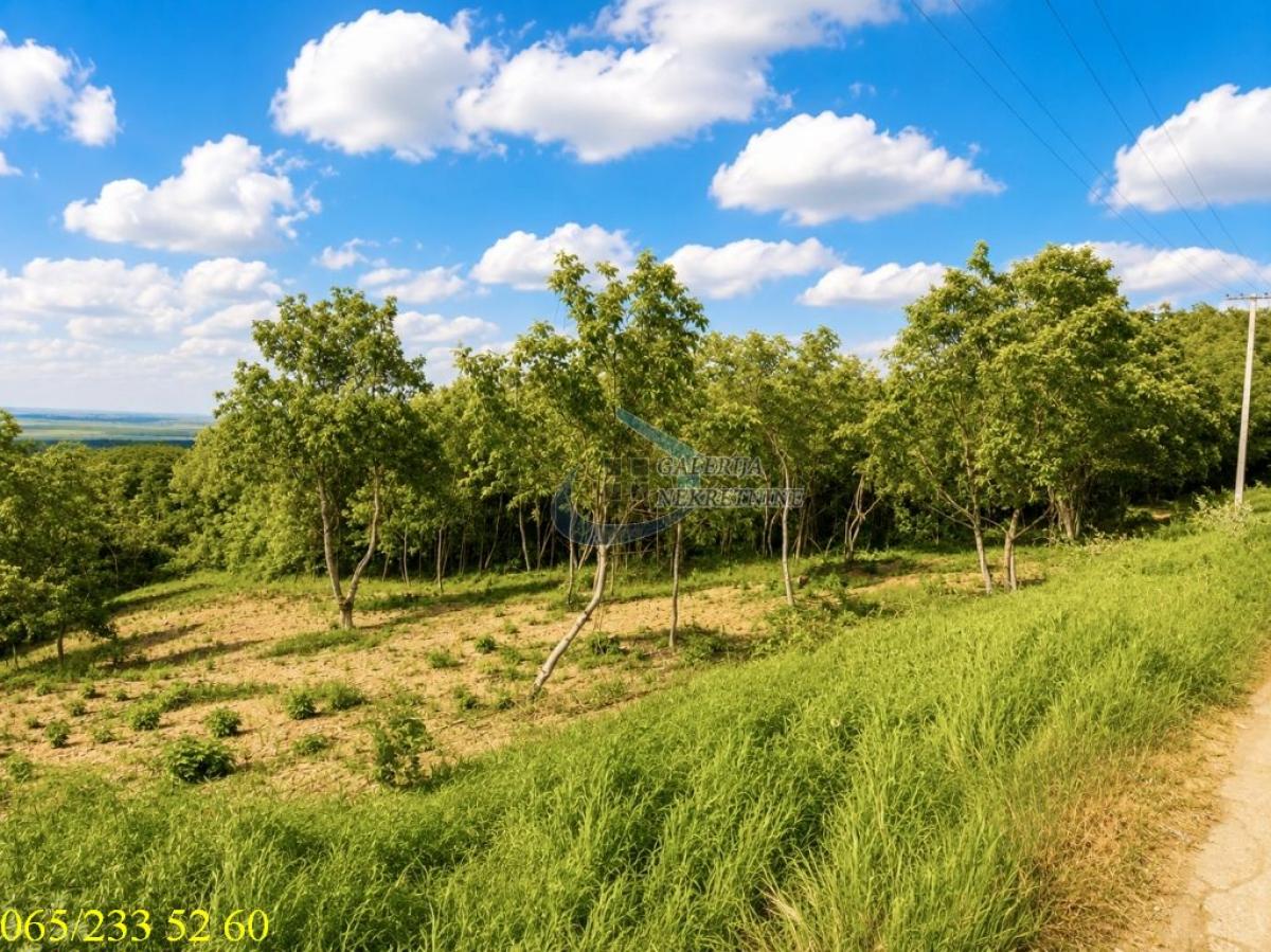 Plac Prodaja Inđija Plac Prodaja Inđija Novi Slankamen 0 m2