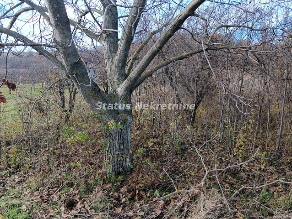 Plac Prodaja Sremski Karlovci Plac Prodaja Sremski Karlovci 0 m2