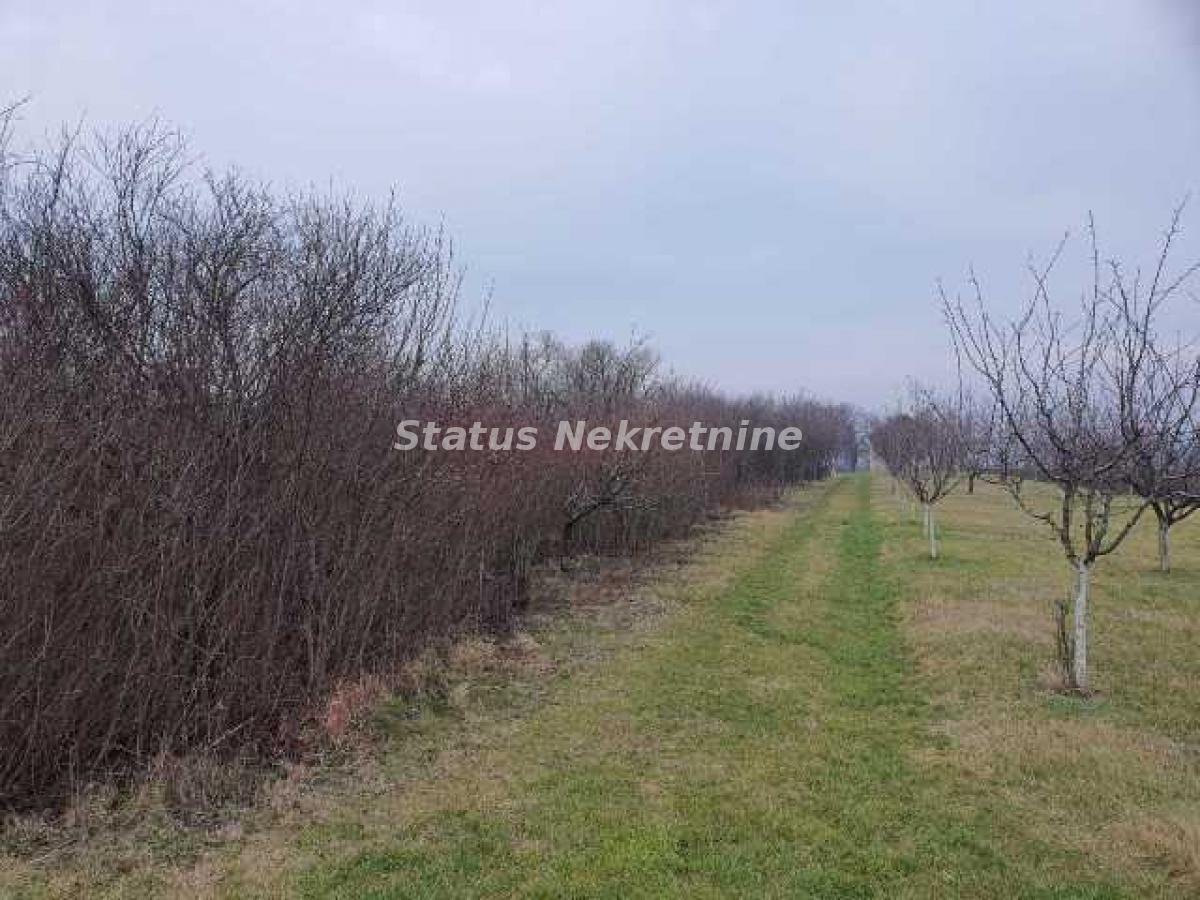 Plac Prodaja Inđija Plac Prodaja Inđija 0 m2