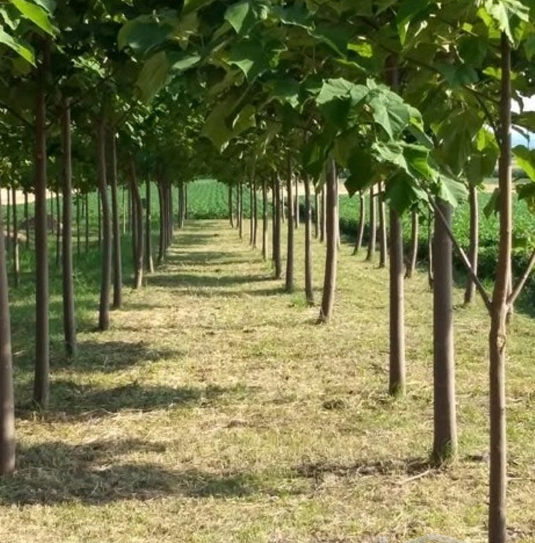 Kuća Prodaja Novi Sad  60 m2