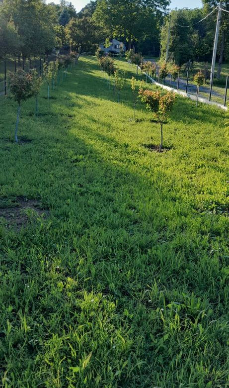 Plac Prodaja Novi Sad  427 m2