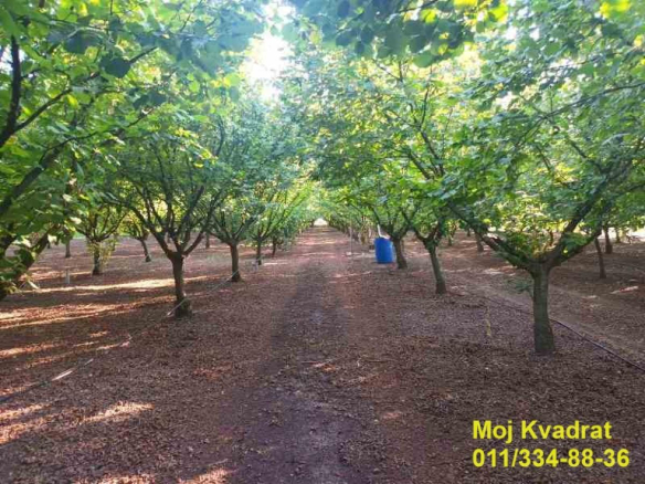 Plac Prodaja Stara Pazova Nova Pazova 0 m2