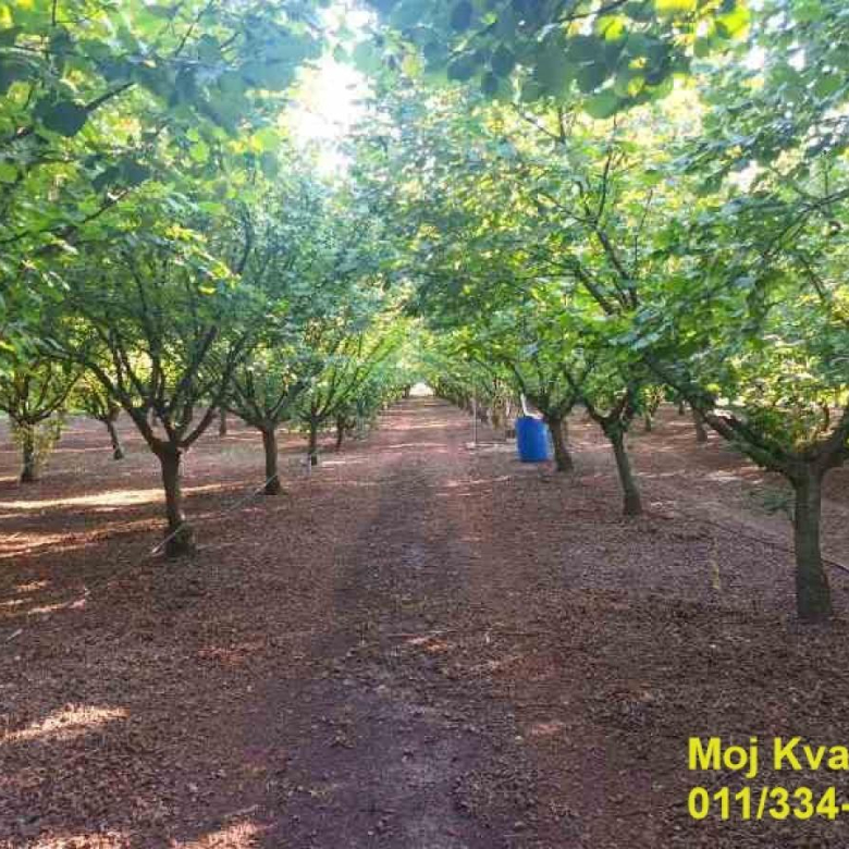 Plac – Stara Pazova, Okolina Nova Pazova – ID 22599.