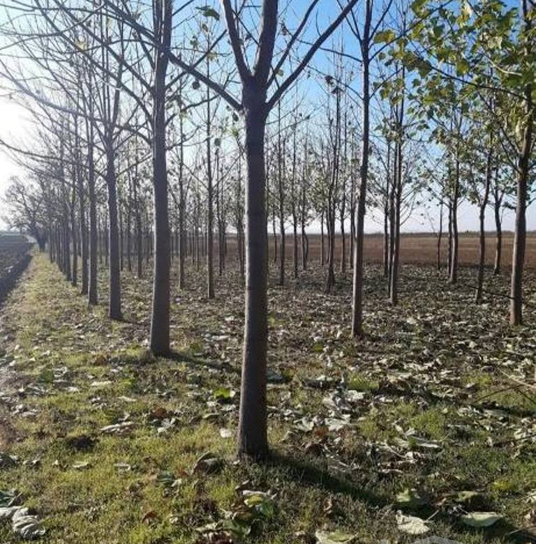 Kuća Prodaja Novi Sad  60 m2
