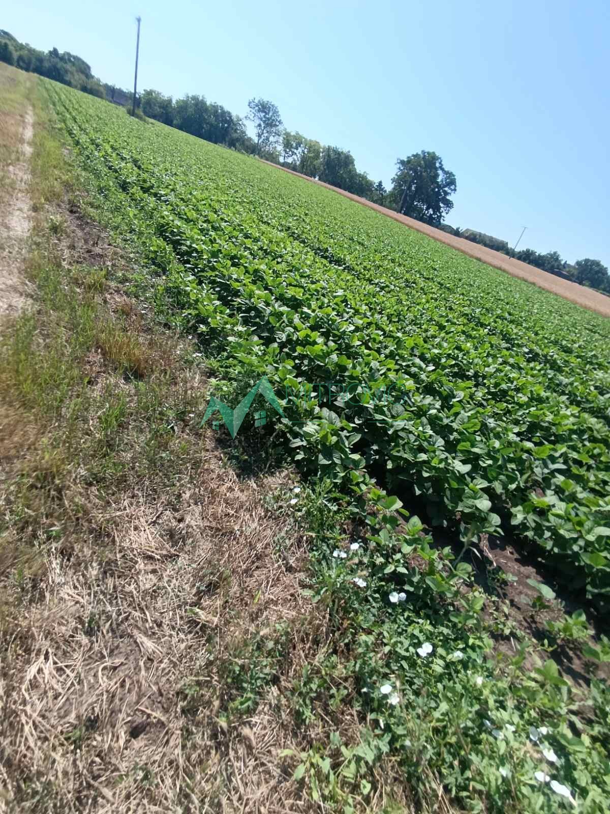 Plac Prodaja Čenej Plac Prodaja Čenej 24568 m2