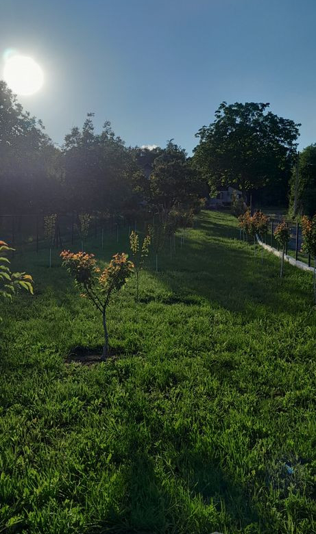 Plac Prodaja Novi Sad  427 m2