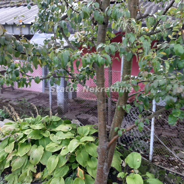 Kuća Prodaja Topola  42 m2