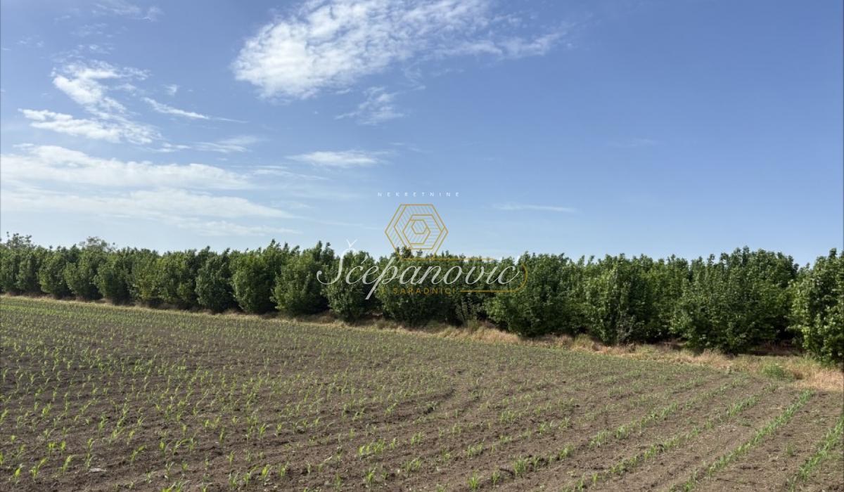 Plac Prodaja Sremska Mitrovica  22289 m2