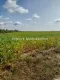 Plac Prodaja Sremska Mitrovica  0 m2