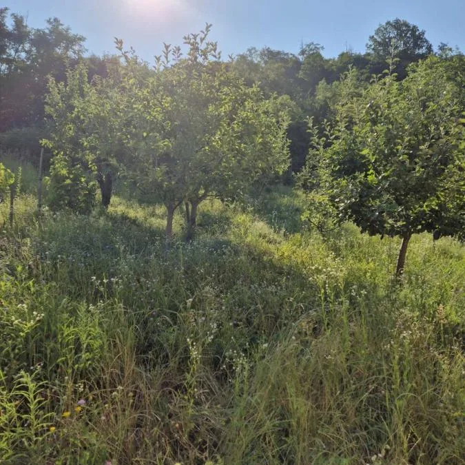 Kuća Prodaja Sremski Karlovci  55 m2
