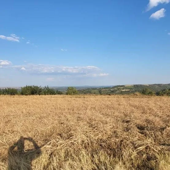 Plac Prodaja Novi Sad  0 m2