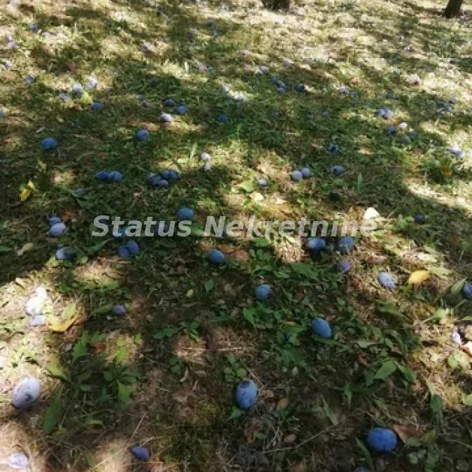 Plac na prodaju, Inđija, 21,65 ari, 35.000 €