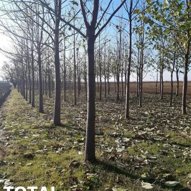 Kuća Prodaja Sremska Mitrovica  60 m2