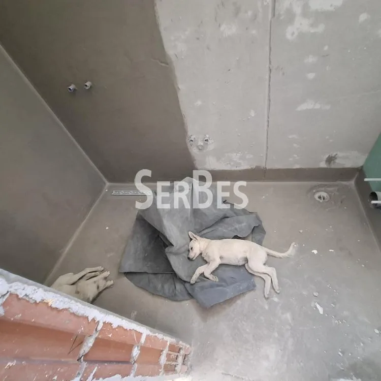 Dvoiposoban stan na prodaju, Alibegovac, Novi Sad, 55m², 90.990 €