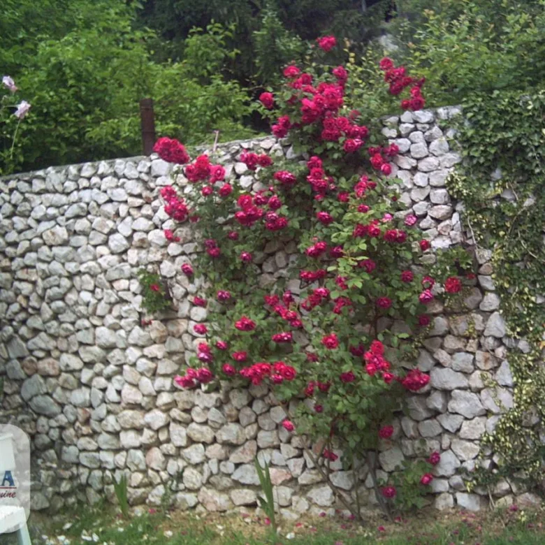 Kuća Prodaja Paraćin  120 m2